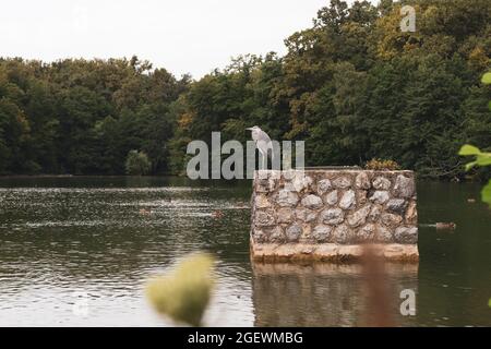 Héron gris debout sur la structure en pierre du lac situé à Maksimir, le plus ancien et l'un des plus grands parcs de la ville de Zagreb, Croatie Banque D'Images