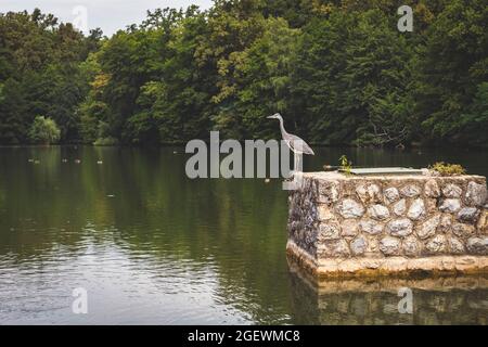 Héron gris debout sur la structure en pierre du lac situé à Maksimir, le plus ancien et l'un des plus grands parcs de la ville de Zagreb, Croatie Banque D'Images