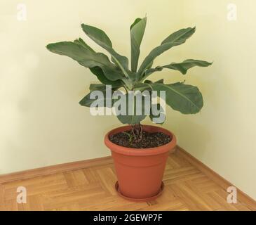 Banane cavendish nain dans le pot poussant à l'intérieur Banque D'Images