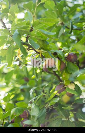 Prunes fraîches sur le brunch de l'arbre, verger. Banque D'Images