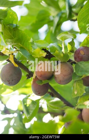 Prunes fraîches sur le brunch de l'arbre, verger. Banque D'Images