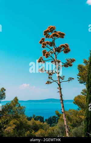 Plante d'agave florale qui pousse sur la côte à la journée ensoleillée. Banque D'Images