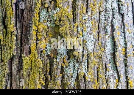 Magnifique mélange de lichen jaune et vert grisâtre qui grandit sur un arbre couvert de soleil. Prise en gros plan pour mettre en évidence la texture et Banque D'Images