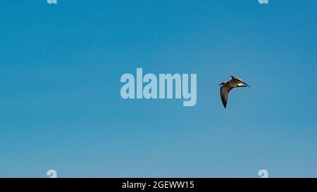 Tadoussac, Canada - juillet 23 2021 : oiseaux volant sur la rivière Saguenay près de l'estuaire de la rivière St-Laurence Banque D'Images