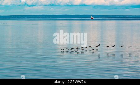 Tadoussac, Canada - juillet 23 2021 : oiseaux volant sur la rivière Saguenay près de l'estuaire de la rivière St-Laurence Banque D'Images