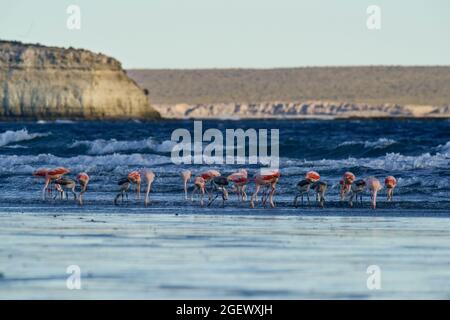 Les flamants se rassemblent dans la ligne de cosat, péninsule Valdes, province de Chubut, site classé au patrimoine mondial de l'UNESCO, Patagonie Argentine. Banque D'Images