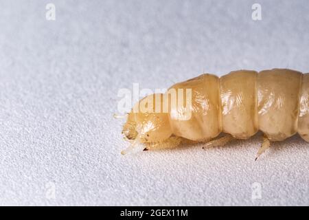 Larve d'insecte après mue. La larve blanche sans la carapace de touche. Larve de coléoptère en bois. Insectes alimentaires. Banque D'Images