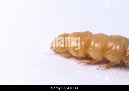 Larve d'insecte après mue. La larve blanche sans la carapace de touche. Larve de coléoptère en bois. Insectes alimentaires. Banque D'Images