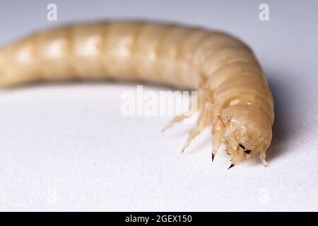 Larve d'insecte après mue. La larve blanche sans la carapace de touche. Larve de coléoptère en bois. Insectes alimentaires. Banque D'Images