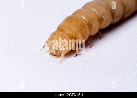 Larve d'insecte après mue. La larve blanche sans la carapace de touche. Larve de coléoptère en bois. Insectes alimentaires. Banque D'Images