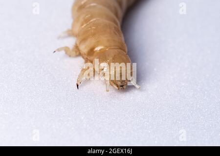 Larve d'insecte après mue. La larve blanche sans la carapace de touche. Larve de coléoptère en bois. Insectes alimentaires. Banque D'Images