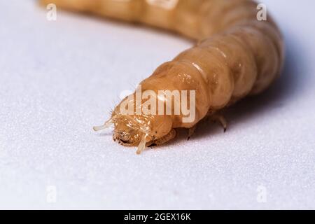 Larve d'insecte après mue. La larve blanche sans la carapace de touche. Larve de coléoptère en bois. Insectes alimentaires. Banque D'Images