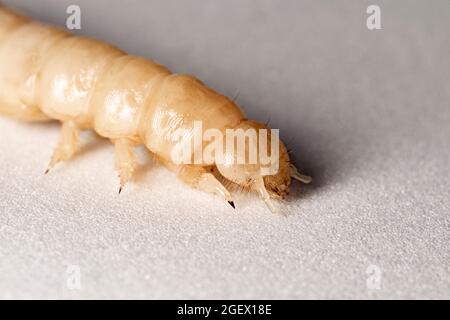 Larve d'insecte après mue. La larve blanche sans la carapace de touche. Larve de coléoptère en bois. Insectes alimentaires. Banque D'Images