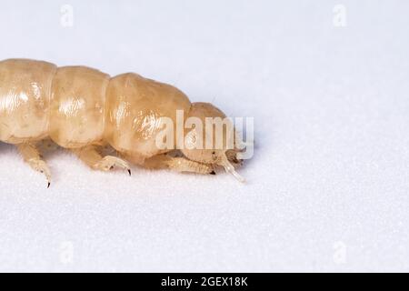 Larve d'insecte après mue. La larve blanche sans la carapace de touche. Larve de coléoptère en bois. Insectes alimentaires. Banque D'Images