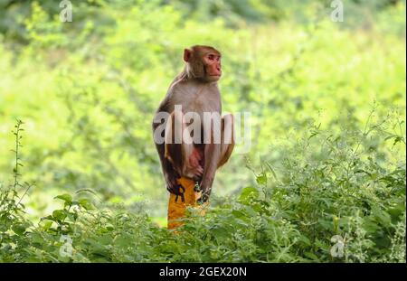 Cliché sélectif de rhésus macaque assis sur un poteau en pierre Banque D'Images