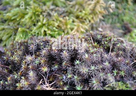 La mousse de la calotte (Polytrichum piliferum) au début du printemps. Variété de la faune Banque D'Images