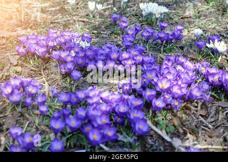 Fleurs des premières plantes printanières du genre Saffron de la famille Iris. Le safran de printemps de Primrose ou le crocus dans la forêt. Banque D'Images