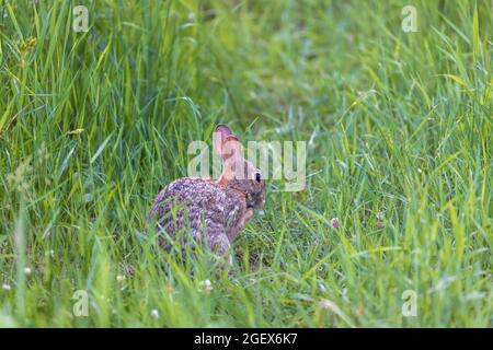 Lapin de queue de cotonnière de l'est dans un pré du nord du Wisconsin. Banque D'Images