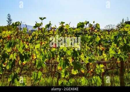 Vignoble de Pinotage et plantation de vins à Stellenbosch, Cap, afrique du Sud Banque D'Images