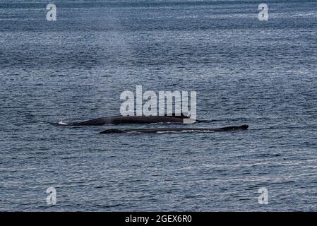 Rivière Saguenay, Canada - juillet 23 2021 : la baleine dans la rivière Saguenay avec le bateau Zodiac Banque D'Images