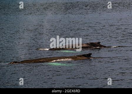 Rivière Saguenay, Canada - juillet 23 2021 : la baleine dans la rivière Saguenay avec le bateau Zodiac Banque D'Images