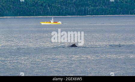 Rivière Saguenay, Canada - juillet 23 2021 : la baleine dans la rivière Saguenay avec le bateau Zodiac Banque D'Images