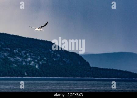 Tadoussac, Canada - juillet 23 2021 : oiseaux volant sur la rivière Saguenay près de l'estuaire de la rivière St-Laurence Banque D'Images