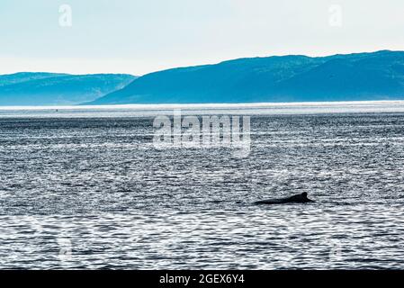 Rivière Saguenay, Canada - juillet 23 2021 : la baleine dans la rivière Saguenay avec le bateau Zodiac Banque D'Images