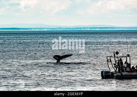 Rivière Saguenay, Canada - juillet 23 2021 : la baleine dans la rivière Saguenay avec le bateau Zodiac Banque D'Images