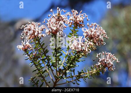 Fleur d'araignée grise australienne Banque D'Images