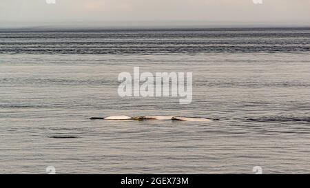 Rivière Saguenay, Canada - juillet 23 2021 : les bélugas ​in la rivière Saguenay avec le Zodiac Boa Banque D'Images