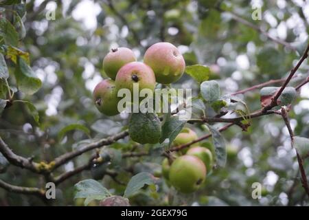 Newton Wonder pommes poussant sur un arbre sauvage en août à Dorset, Royaume-Uni Banque D'Images