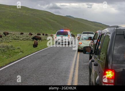 Les voitures sont alignées sur la voie de droite, tandis qu'une voiture de garde-forestiers avec feux clignotants se déplace dans la même direction dans la voie de gauche. Il y a un troupeau de bisons juste à côté de la route.Ranger déblayage de la circulation à une embâcle de bisons dans la vallée de Lamar ; Date : 13 juin 2012 Banque D'Images