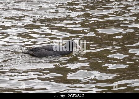 Gand, Flandre, Belgique - 30 juillet 2021 : gros plan d'un coq noir avec bec blanc et front sur lumière noire reflétant l'eau de la rivière Leie. Banque D'Images