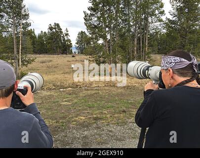 En regardant l'arrière de deux hommes qui tiennent des appareils photo avec de longs objectifs pointaient un grizzli dans la prairie éloignée.photographier un grizzli près du pont de pêche à une distance sécuritaire ; Date : 5 mai 2015 Banque D'Images