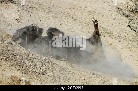 Le bison roule dans la terre sur son dos.Bison waling près du canyon de la rivière Lamar ; Date : 10 mars 2015 Banque D'Images