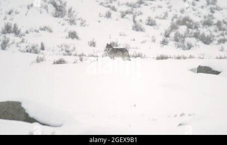 Loup dans la neige à une distanceLoup gris - debout - profil dans Little America Flats ; Date : 26 janvier 2004 Banque D'Images