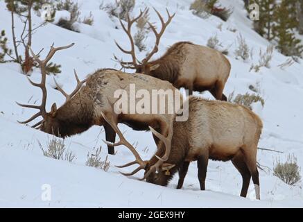 Trois wapitis de taureau près de Blacktail Deer Creek ; Date : 9 janvier 2013 Banque D'Images