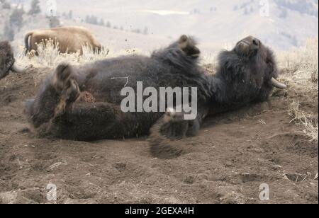 Un bison roule dans la terre.Bison walant dans les Flats de Little America ; Date : 20 mars 2005 Banque D'Images