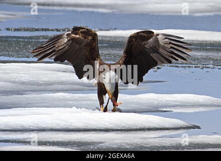 Aigle à tête blanche se nourrissant d'un touladi sur le lac Lewis ; Date : 3 juin 2014 Banque D'Images