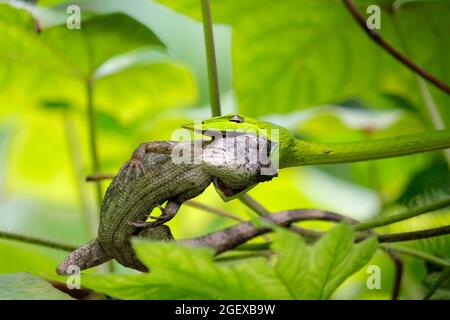 photo de serpent vert mange un lézard Banque D'Images