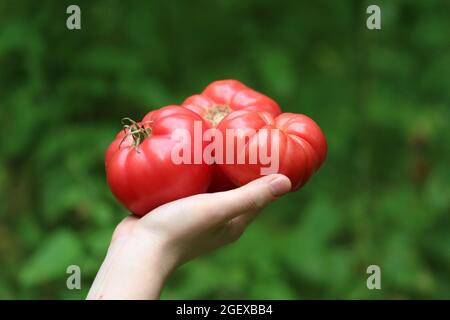 Tomates en fleur maison en été mûres et prêtes à manger Banque D'Images