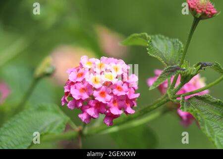 Fleurs roses fleuries avec des bourgeons et des feuilles sur fond vert. Banque D'Images