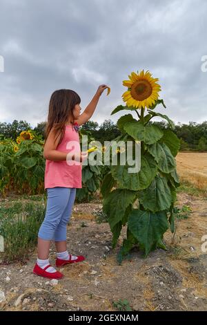 fille jouant un grand tournesol au milieu d'une plantation agricole Banque D'Images