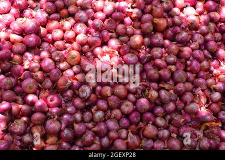 Pile d'oignon rouge. Oignon récolté en morceaux dans le champ. Pile d'oignon rouge. Oignon récolté en morceaux dans le champ. Gros plan de légumes, ingrédient de salade. Banque D'Images