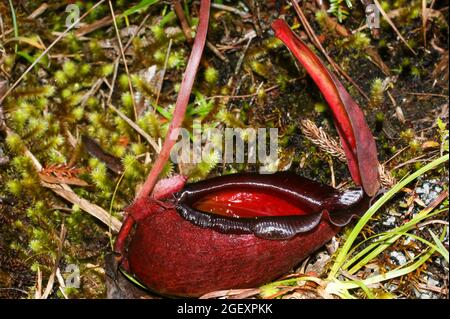 Pichet rouge de Nepenthes rajah, usine de pichet carnivore, Sabah, Bornéo Banque D'Images