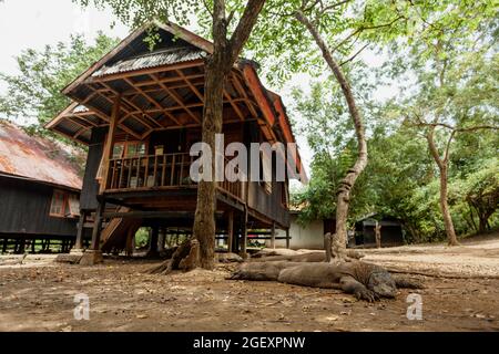 Les dragons de Komodo se reposent à côté d'une maison en bois Banque D'Images