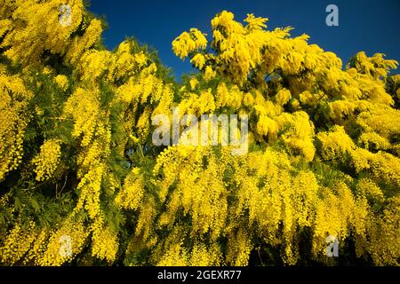 Symbole du jour de la femme la fleur jaune de mimosa Banque D'Images