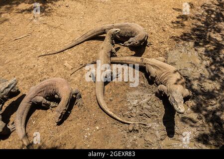 Les dragons de Komodo marchant sur la boue et siffleurs les uns vers les autres Banque D'Images