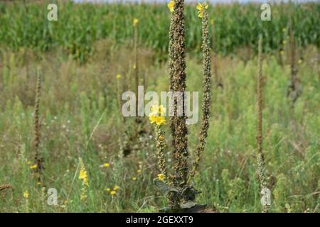 Plusieurs Mullein à grande fleur dispersés sur un champ Banque D'Images